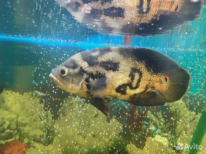 Рыбка астронотус