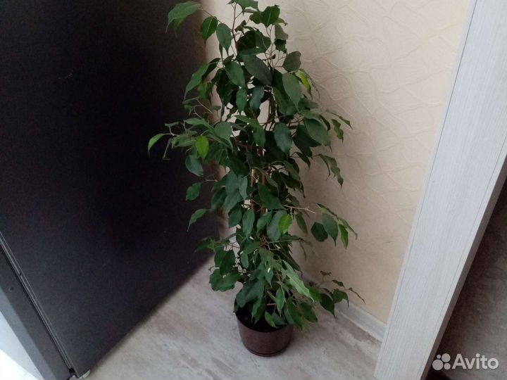 Фикус бенджамина плетеный