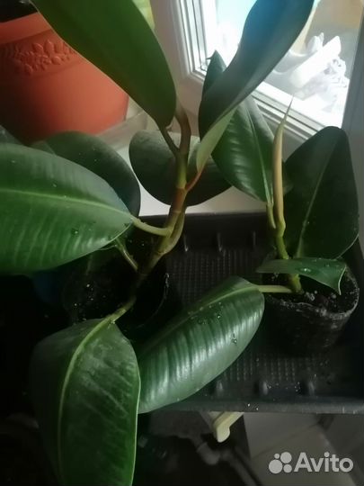 Фикус каучуконосный