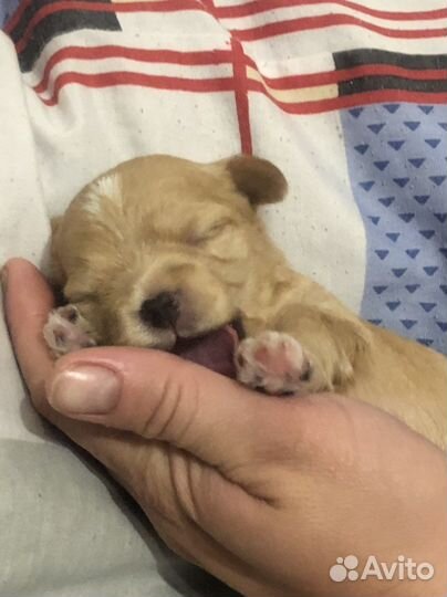 Маленькая собака