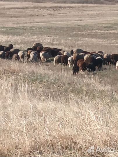 Овцы бараны ягнята,баран производитель