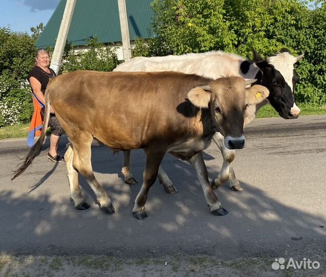 Телка джерси