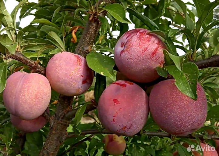 Саженцы новинки гибриды и шарафуга зимостойкие -30