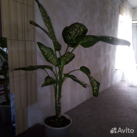 Диффенбахия