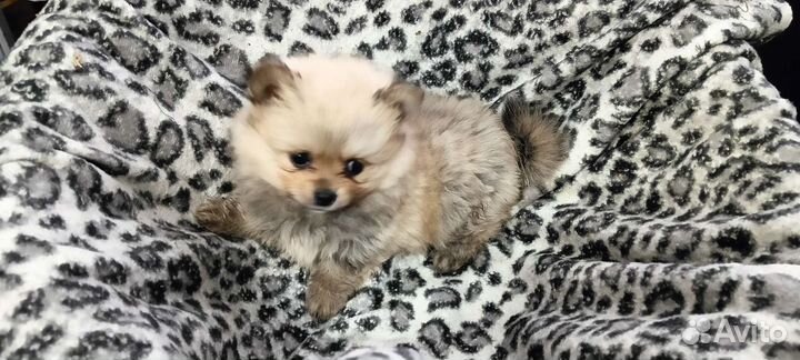 Шпиц (пекинес)