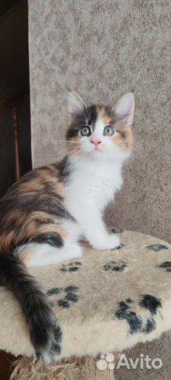 Котята мейн-кун