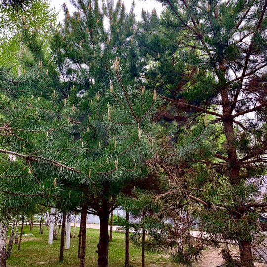 Дом 118 м² на участке 15 сот.