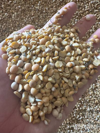 Горох дробленый