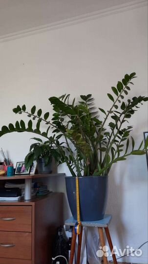 Замиокулькас