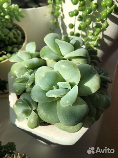 Комнатные растения суккуленты
