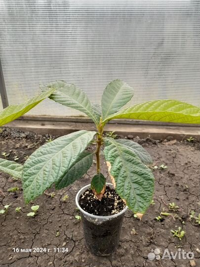 Мушмула японская