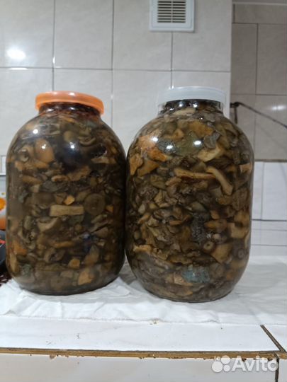 Грибы рыжики