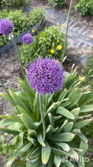 Афлатунский лук