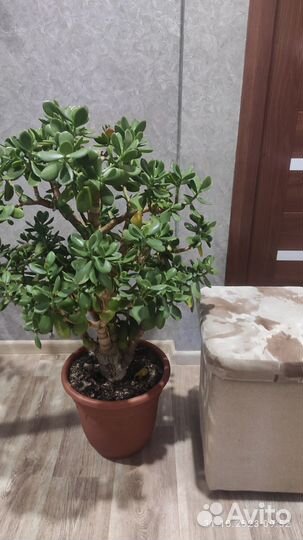 Толстянка (денежное дерево)