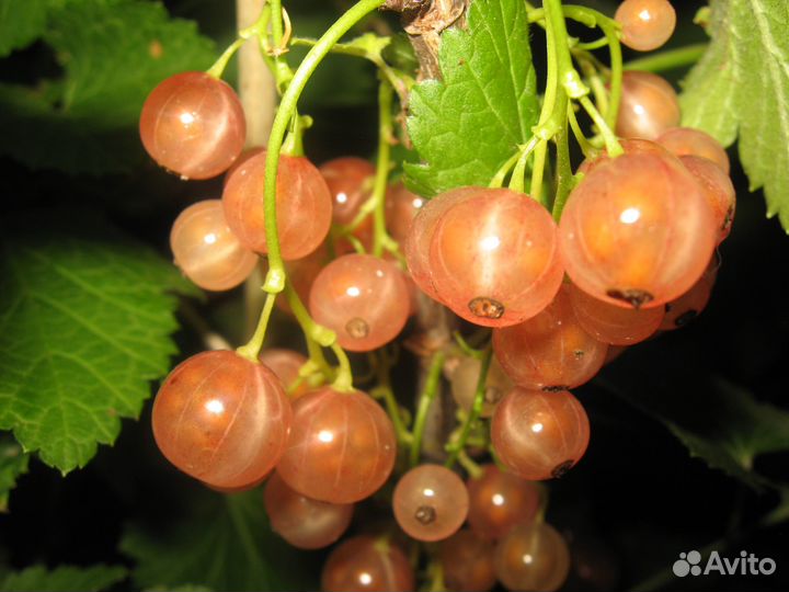 Продаю плодово-ягодные культуры