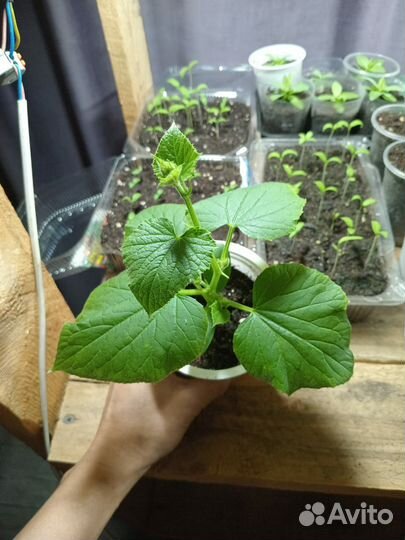 Рассада огурцов