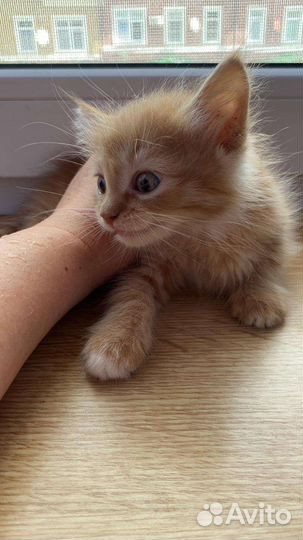 Котенок в дар