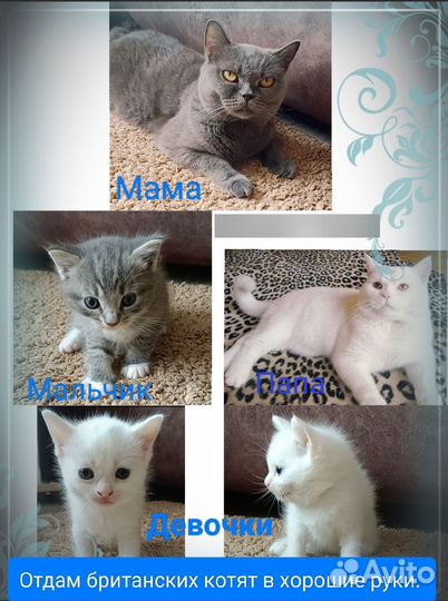 Отдам котят