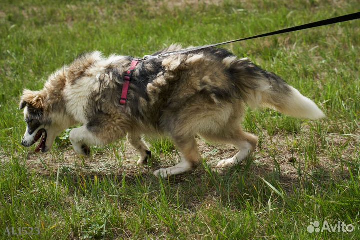 Этот лучик нежности проживает жизнь в приюте
