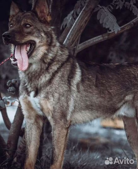 Собаки бесплатно в добрые руки