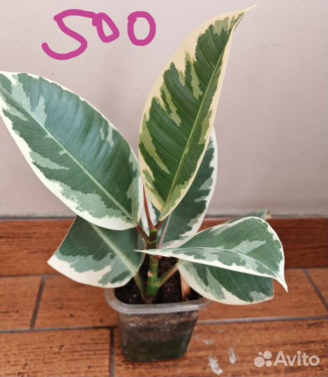 Фикусы Бенджамина