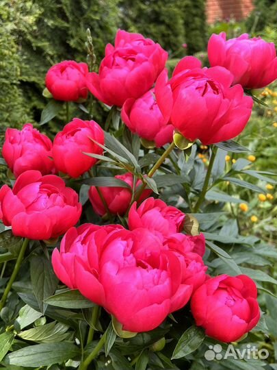 Пион Ellen Cowley