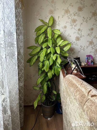 Диффенбахия