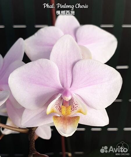 Орхидея Phal. Pinlong Cheris