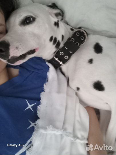 Выгул, зооняня, уход, присмотр