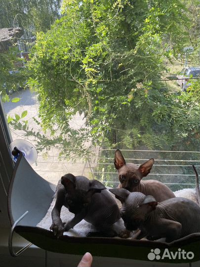 Канадский сфинкс