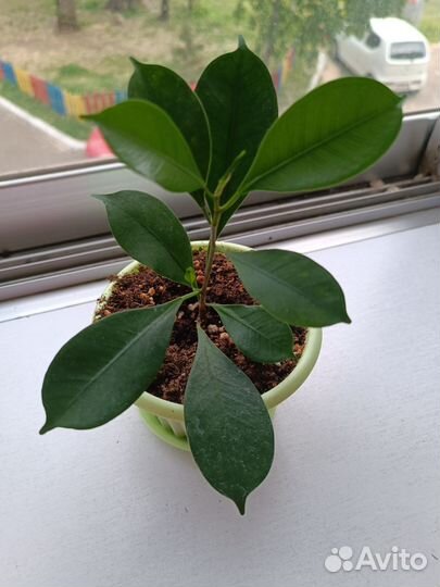 Фикус Микрокарпа Бонсай