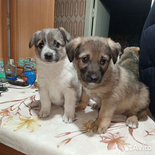 Собака в добрые руки щенок