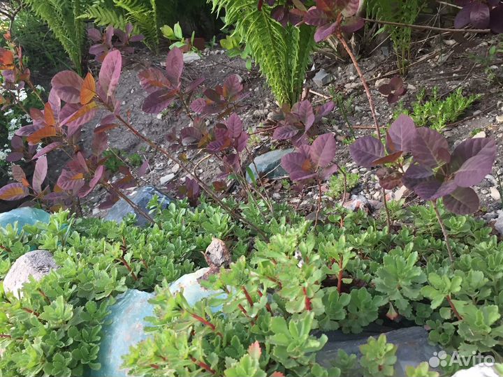 Скумпия кожевенная саженцы