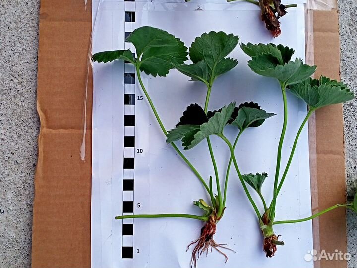 Рассада клубники усы