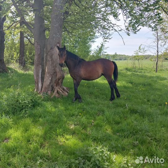 Лошадь кобыла жеребенок