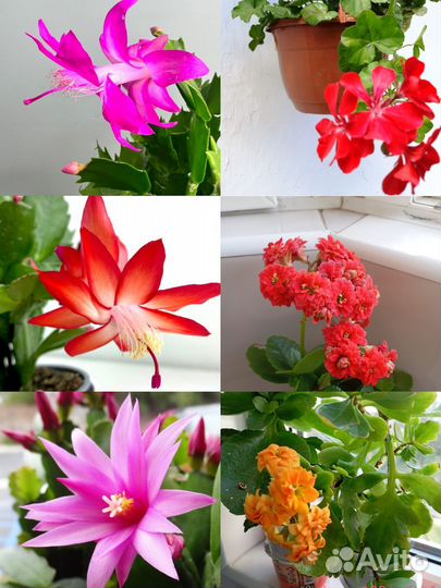 Комнатные цветы