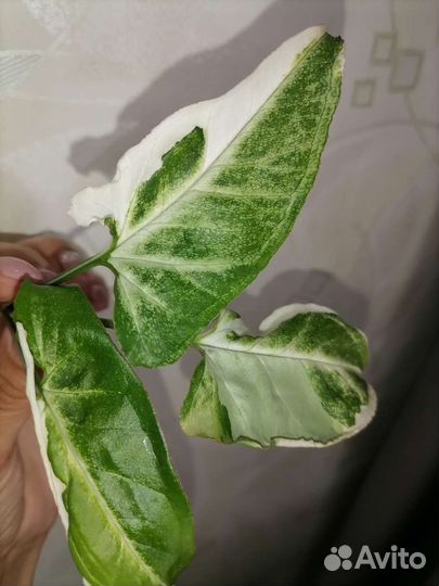 Сингониум imperial Еллоу