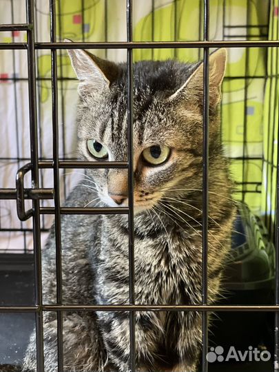 Зайку предали