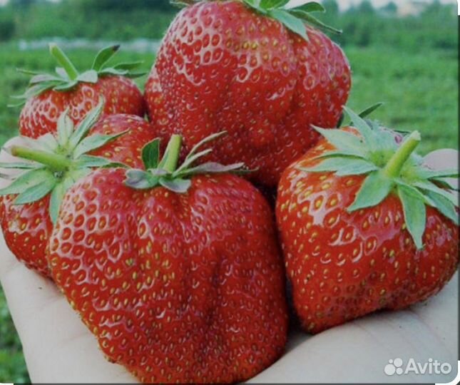 Саженцы клубники, сорт Гигантелла