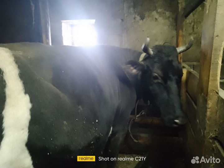 Корова с/х животные