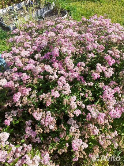 Спирея японская