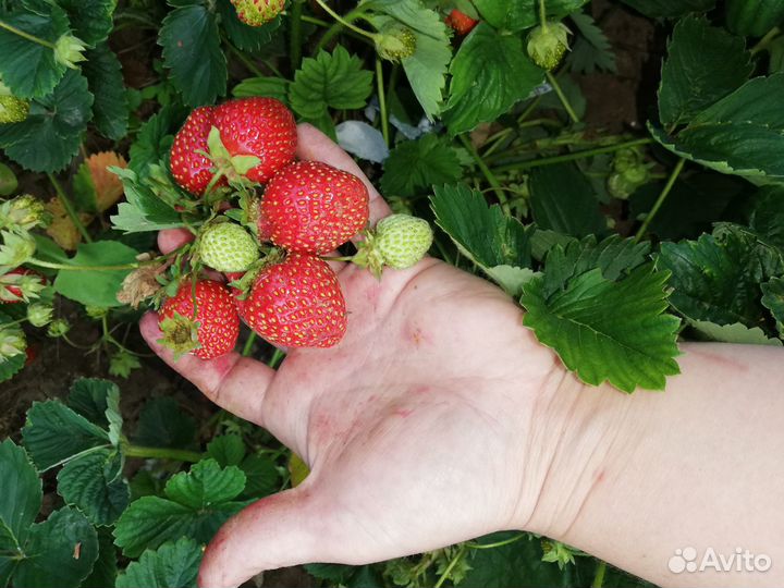 Рассада клубники усы