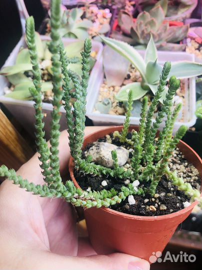 Суккуленты Крассула,Седум и др