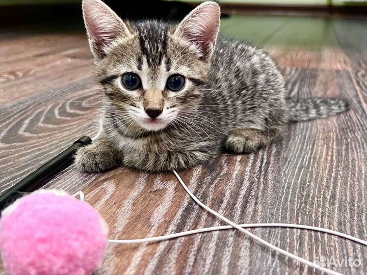 Малышка Ева (1,5 месяца) ищет дом