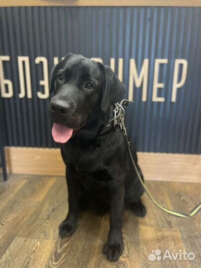 Лабрадор (вязка)