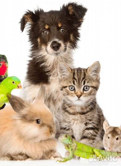 Передержка животных