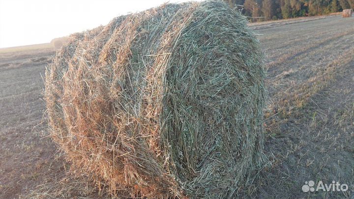 Сено люцерны