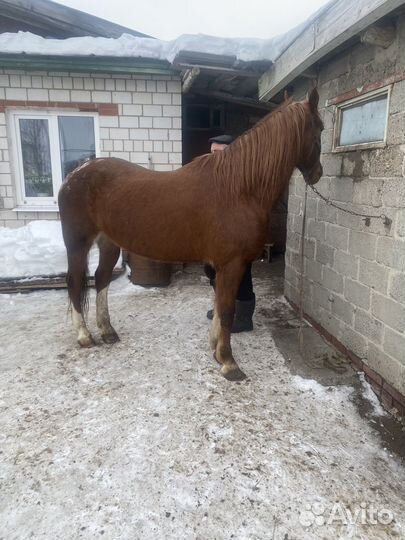 Лошадь кобыла