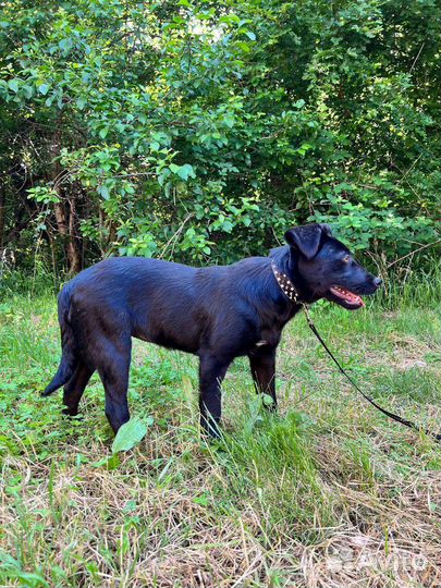 Щенок в добрый руки