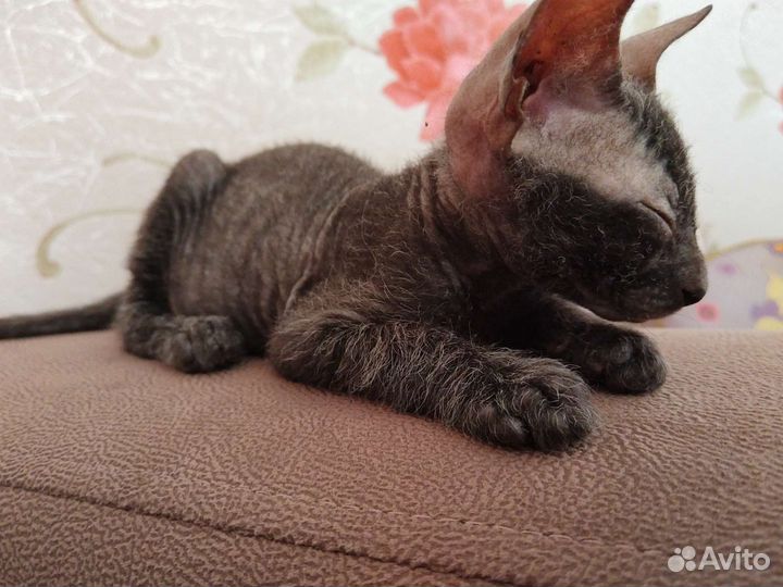 Котёнок донского сфинкса